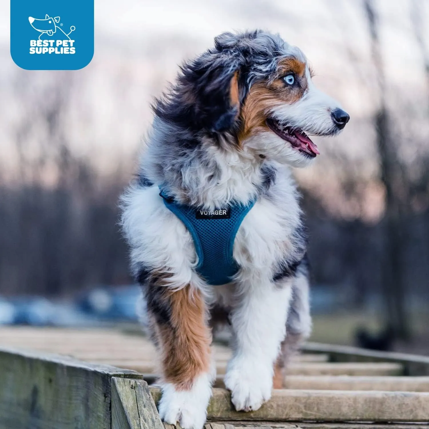 Best Pet Supplies Voyager Step-in Air Dog Harness - All Weather Mesh, Reflective, No Pull Harness for Small, Medium Dogs, Cats - Secure with Hook & Loop Fastener, Buckle, Double D-Rings - Blue, XL