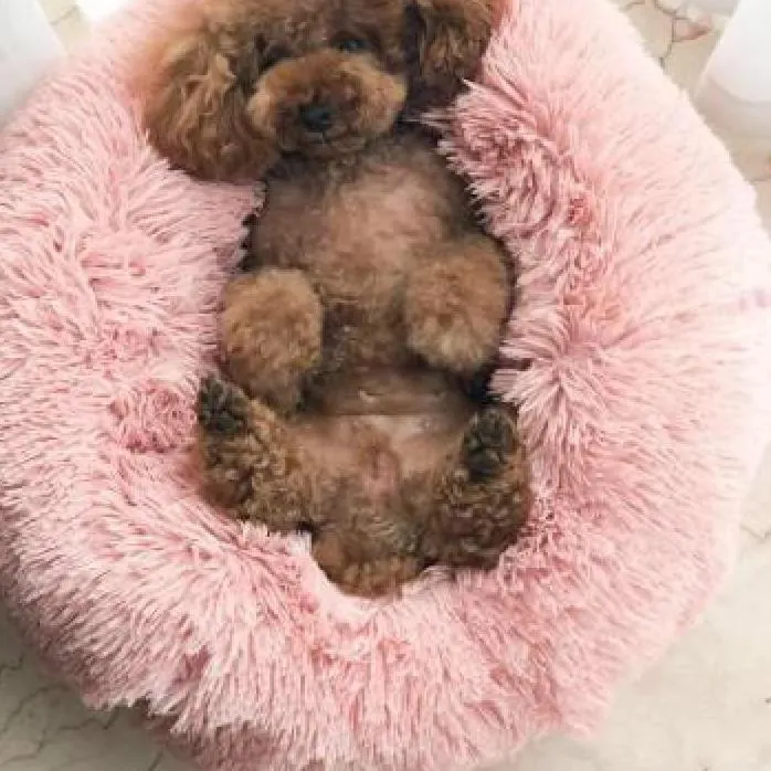 Happy Paws™ Anti-Anxiety Calming Dog Bed