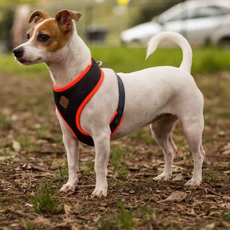Kazoo Active Soft Walking Harness Slate Orange