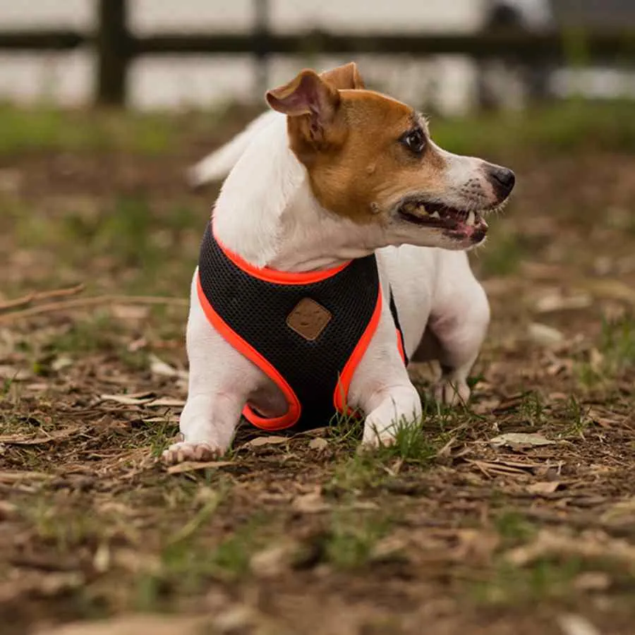 Kazoo Active Soft Walking Harness Slate Orange
