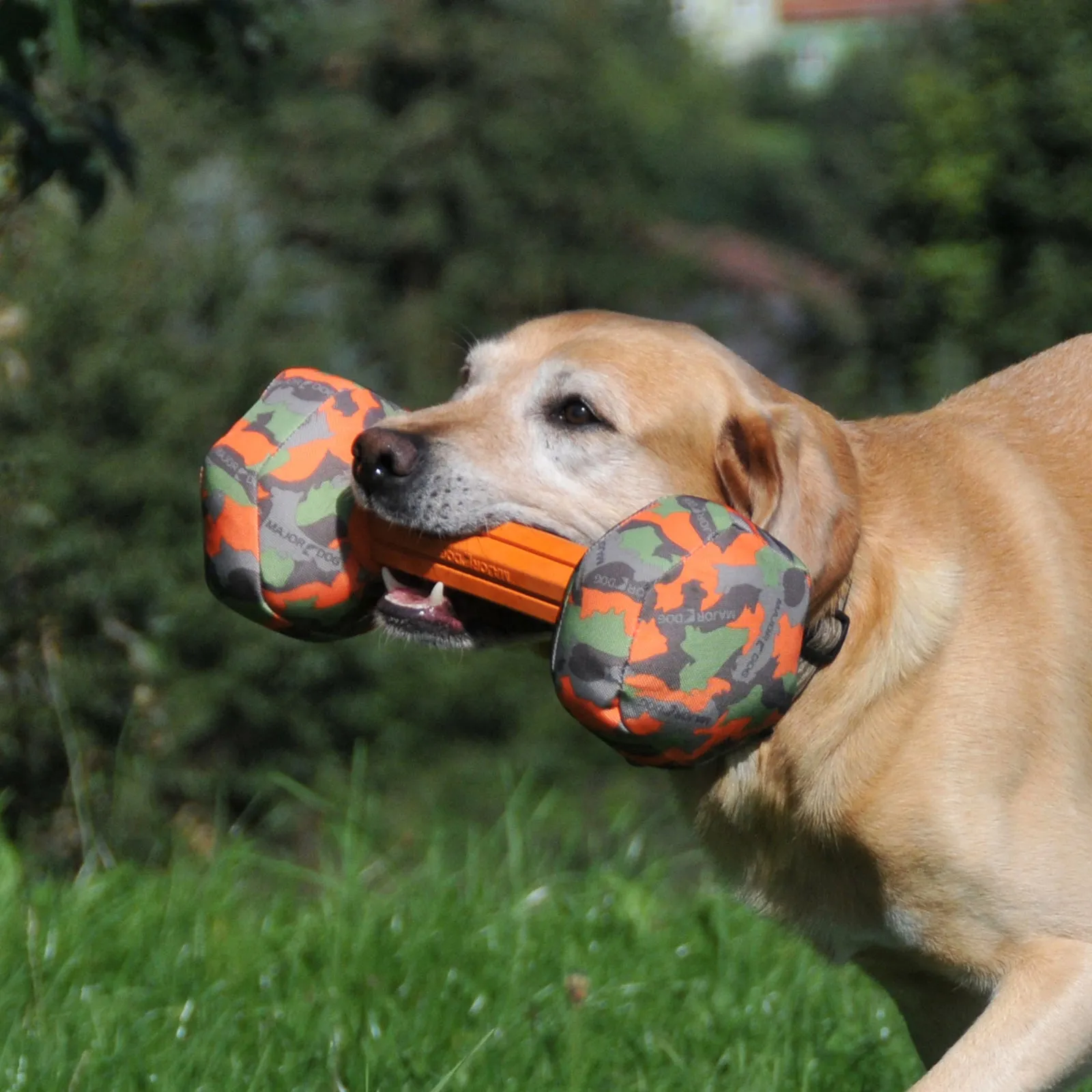 Major Dog Barbell Fetch Toy – Small, Durable Retrieval Toy
