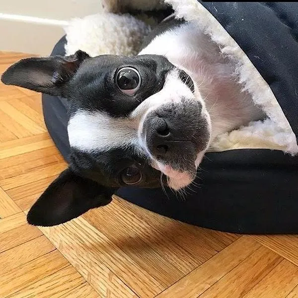 Orthopedic Luxury Cozy Cave® Dog Bed hundeseng