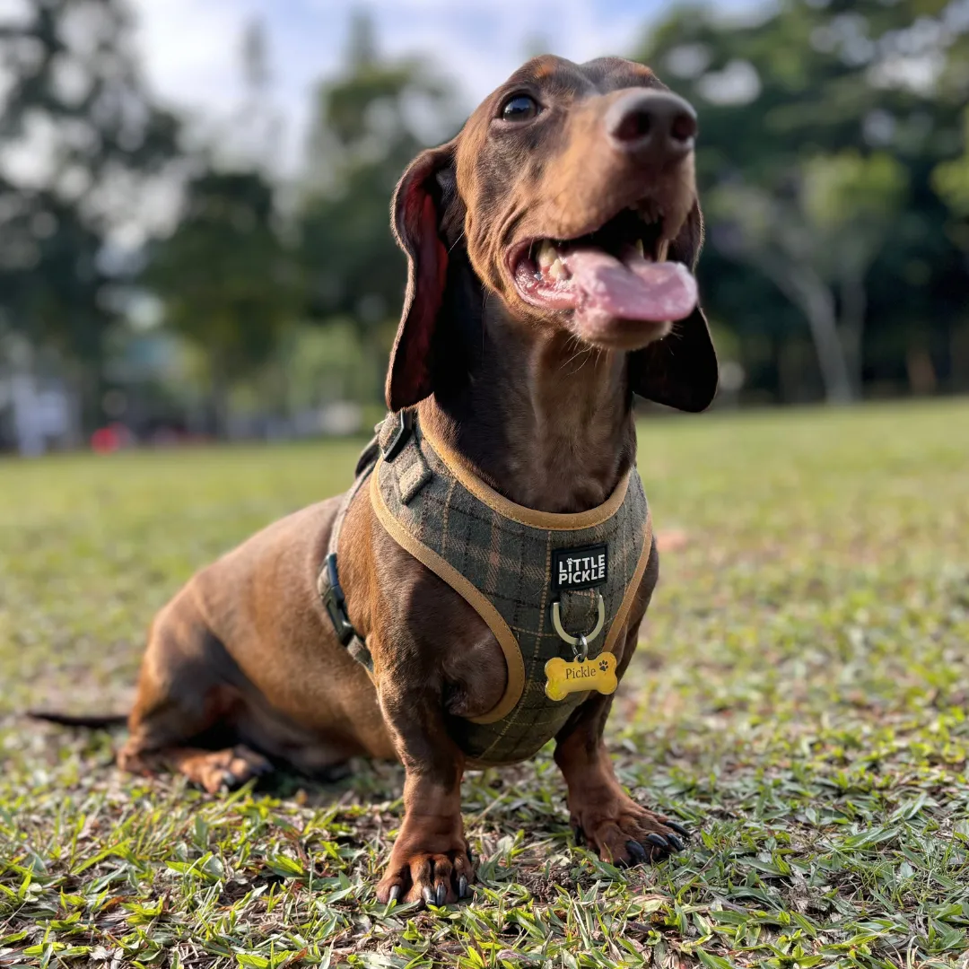 Pemble Adjustable Harness in Forest Green Plaid