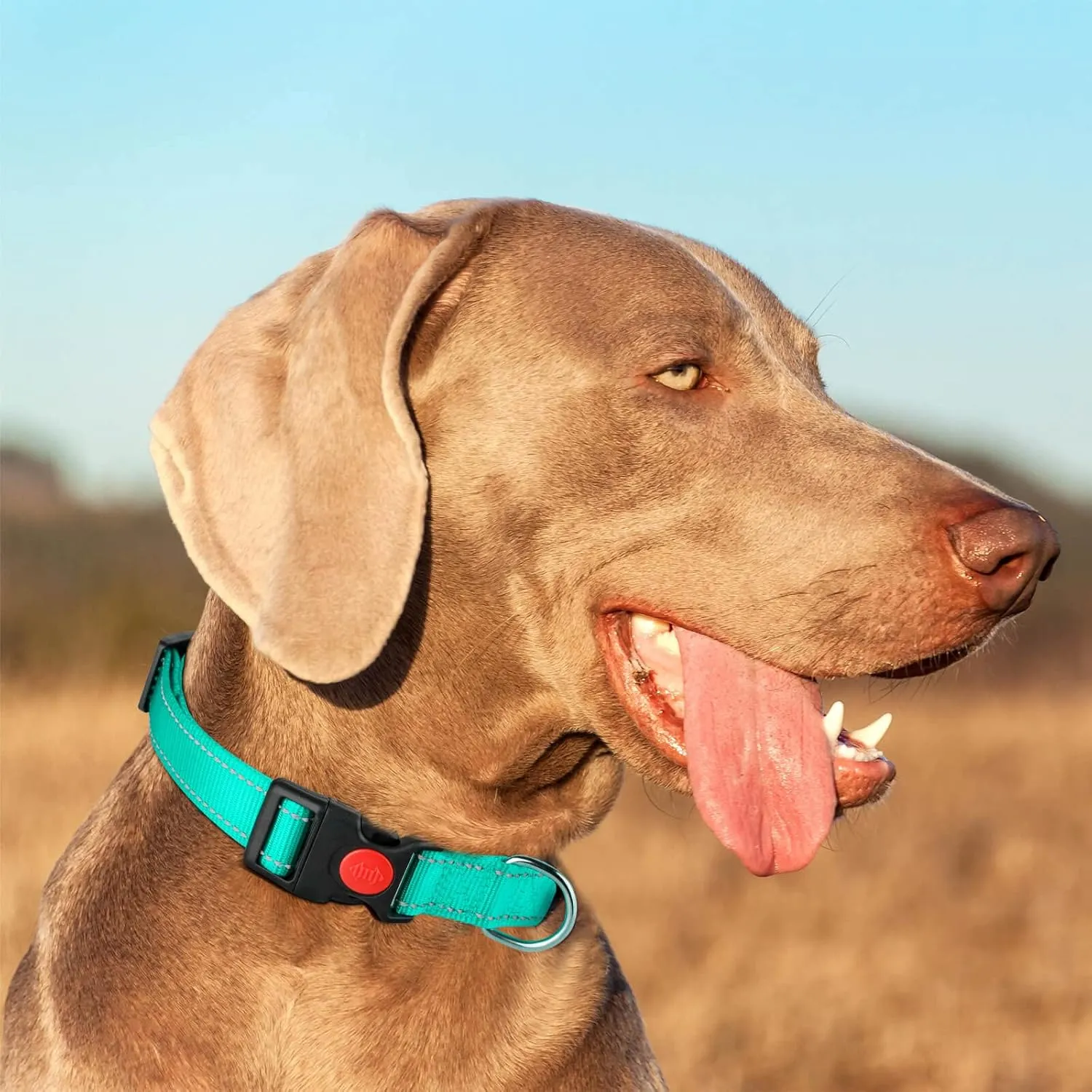 Reflective Personalized Dog Collars - Custom Embroidered Dog Collars for Small, Medium, Large Dogs- Adjustable Dog & Puppy Collar - Heavy Duty D-Ring for Leash & ID Tag