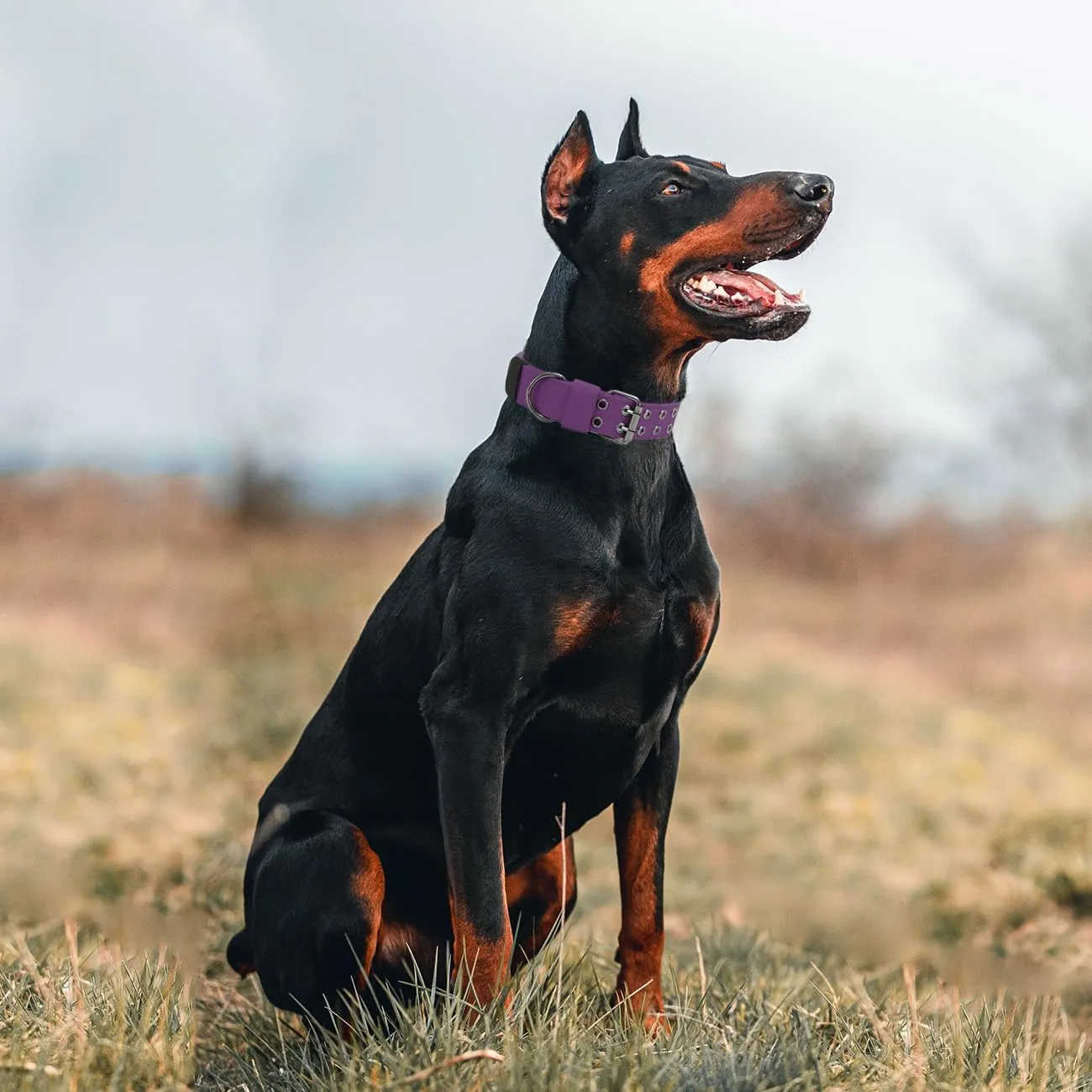 Tactical Dog Collar Military Adjustable Dog Collars Soft Nylon K9 Training Collar with Patch Heavy Duty Metal Buckle Collars for Medium Large Dogs (Violet, L)